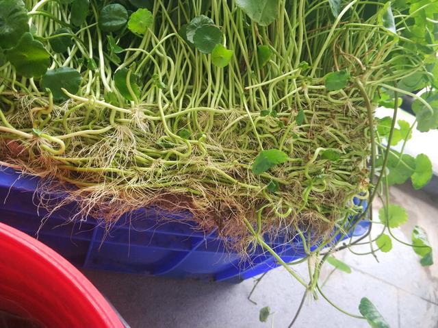 铜钱草根茎修剪（铜钱草的根须能剪吗）