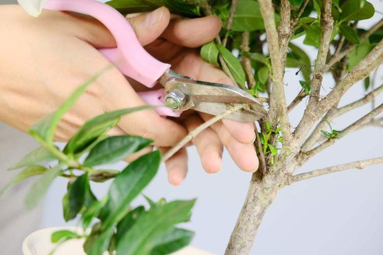 植物能不能修剪（植物修剪有什么好处）