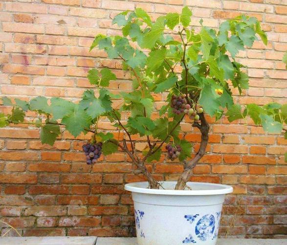盆景养葡萄（盆栽葡萄树的养殖方法和注意事项）