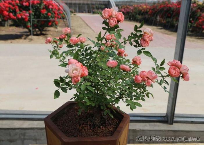 蔷薇花盆景塑型（蔷薇花盆栽养殖方法和注意事项）