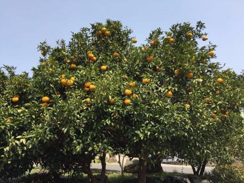 刚长出来的橘子树要修剪吗（刚栽的橘子树要浇水吗）