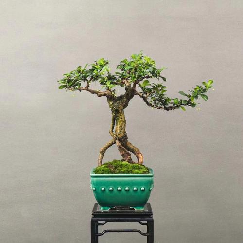 福建茶盆景放家里好吗（福建茶盆景用什么盆好）