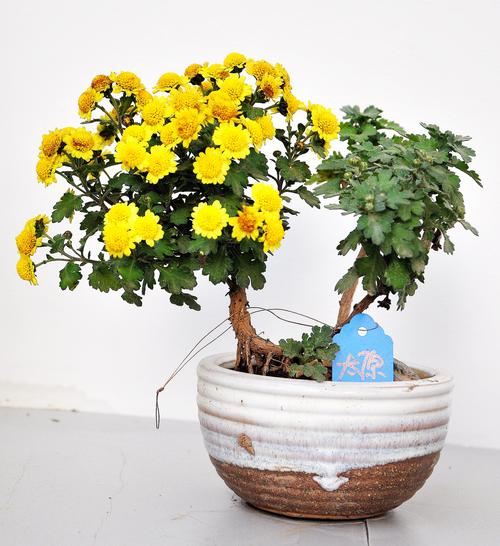 微型菊花盆景图片大全(微型盆景设计图)-图1 微型菊花盆景图片大全(微型盆景设计图)-图1