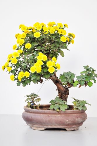 微型菊花盆景图片大全(微型盆景设计图)-图2 微型菊花盆景图片大全(微型盆景设计图)-图2