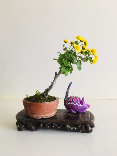 微型菊花盆景图片大全(微型盆景设计图)-图3 微型菊花盆景图片大全(微型盆景设计图)-图3