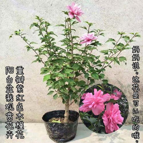 盆景木槿冬季修剪方法图片（盆景木槿冬季修剪方法图片及价格）