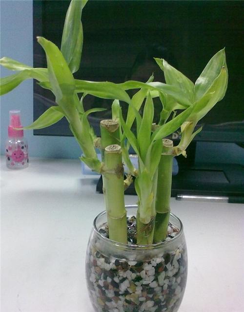 富贵竹要怎么修剪才好看（富贵竹怎么修剪才好看视频）