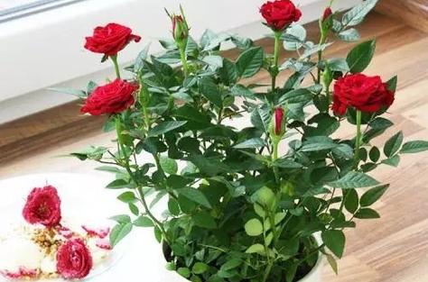 新买修剪的玫瑰花怎样养（新买的玫瑰花需要修剪花枝吗）