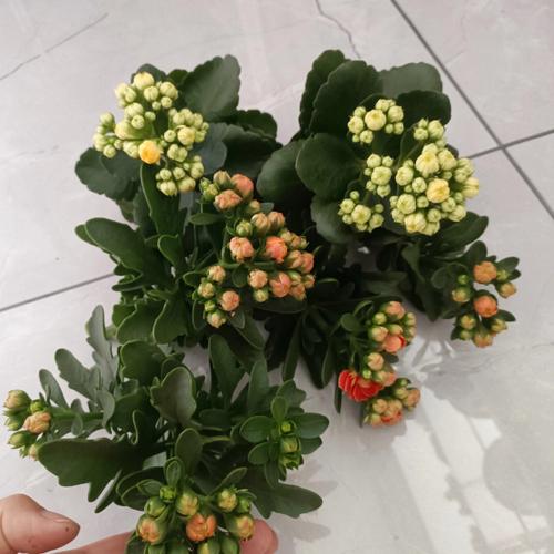 长寿花开完花了如何修剪（长寿花开完花以后应该怎么修剪）