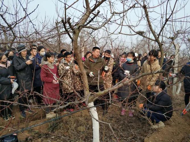 杏树修剪三大忌有哪些(杏树修剪树形)-图2 杏树修剪三大忌有哪些(杏树修剪树形)-图2