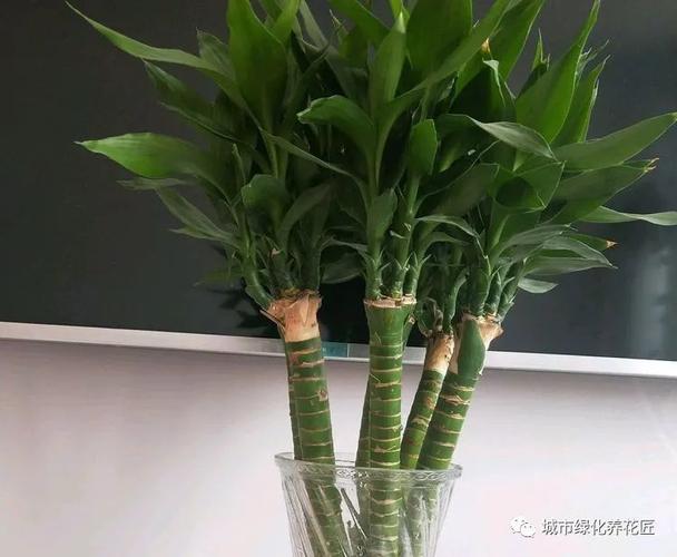 修剪富贵竹是留根还是去根(富贵竹剪掉根后多长时间长出来)-图2 修剪富贵竹是留根还是去根(富贵竹剪掉根后多长时间长出来)-图2