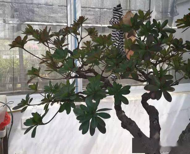杜鹃花的修剪方法（杜鹃花的修剪方法和步骤图）