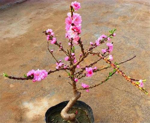桃花盆景的修剪方法（桃花盆栽怎么修剪）