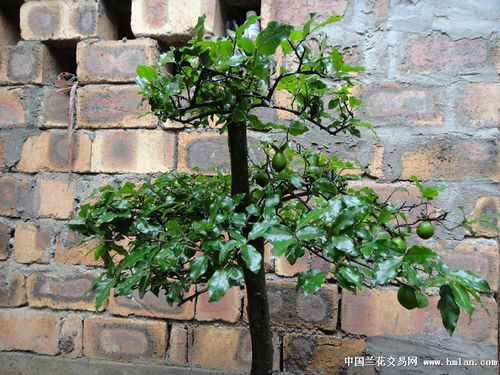 金弹子挂果后还能修剪吗（金弹子挂果了又掉了）