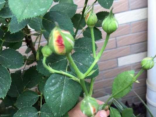冬天月季开花要修剪吗（冬天月季开花了如何养）