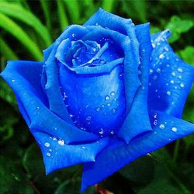 蓝玫瑰花的养护及修剪（蓝玫瑰花怎么养）