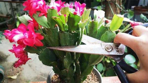 蟹爪莲花后修剪(蟹爪莲花后修剪视频)-图3 蟹爪莲花后修剪(蟹爪莲花后修剪视频)-图3