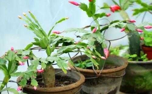 蟹爪莲花后修剪(蟹爪莲花后修剪视频)-图2 蟹爪莲花后修剪(蟹爪莲花后修剪视频)-图2