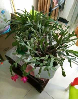 蟹爪莲花后修剪(蟹爪莲花后修剪视频)-图1 蟹爪莲花后修剪(蟹爪莲花后修剪视频)-图1