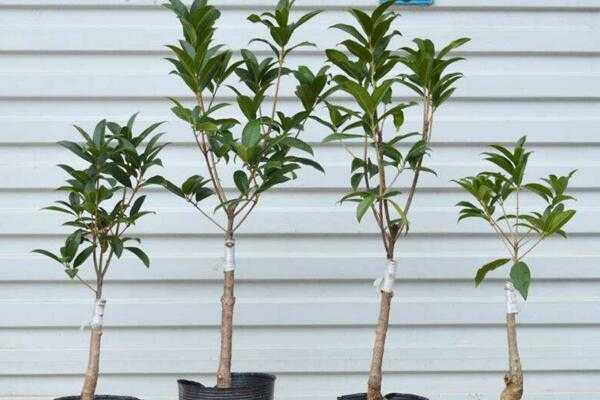 桂花树幼苗的修剪（桂花树形修剪）
