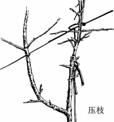 要树长得高怎么修剪侧枝（要树长得高怎么修剪侧枝视频）