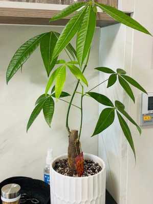 小发财树刚种能修剪（小发财树用剪枝吗）