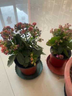 长寿花花期前怎样修剪(长寿花怎么修剪?什么时候扦插?)-图3 长寿花花期前怎样修剪(长寿花怎么修剪?什么时候扦插?)-图3