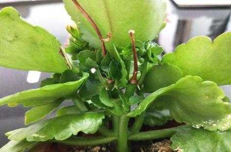 长寿花花期前怎样修剪(长寿花怎么修剪?什么时候扦插?)-图1 长寿花花期前怎样修剪(长寿花怎么修剪?什么时候扦插?)-图1