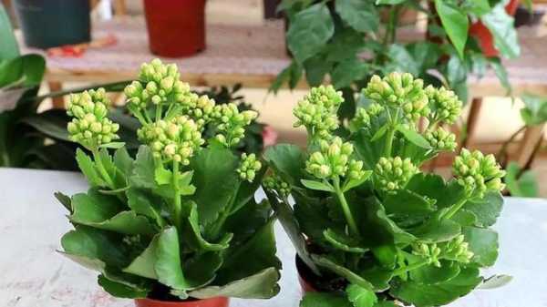 长寿花花期前怎样修剪(长寿花怎么修剪?什么时候扦插?)-图2 长寿花花期前怎样修剪(长寿花怎么修剪?什么时候扦插?)-图2