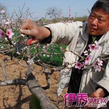 桃花最佳修剪方法(怎样修剪桃花树)-图2 桃花最佳修剪方法(怎样修剪桃花树)-图2