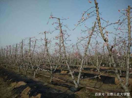 桃花最佳修剪方法(怎样修剪桃花树)-图3 桃花最佳修剪方法(怎样修剪桃花树)-图3