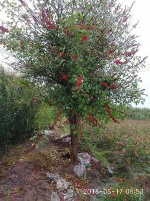象牙红树修剪方法（象牙树盆景）-图2