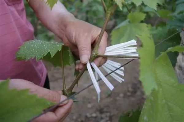 怎么修剪葡萄花(葡萄花前怎么修剪)-图2 怎么修剪葡萄花(葡萄花前怎么修剪)-图2