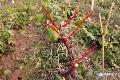 怎么修剪葡萄花(葡萄花前怎么修剪)-图3 怎么修剪葡萄花(葡萄花前怎么修剪)-图3