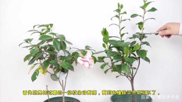 红茶花怎么修剪图（红茶花怎么养）