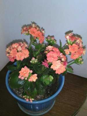 长寿花修剪后上啥肥（长寿花修剪后上啥肥料最好）