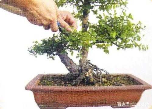 盆景修剪什么要去强留（盆景哪些枝条需要修剪）