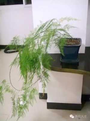 文竹修剪后用什么肥（文竹修剪后用什么肥料好）