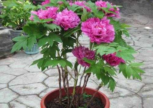 牡丹花能修剪吗（牡丹花能修剪吗怎么养）