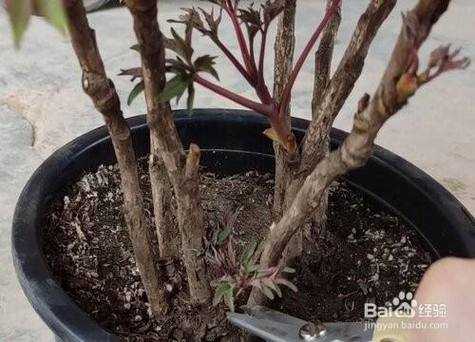 牡丹花什么时候修剪怎么修（牡丹什么时候修剪叶子最好）