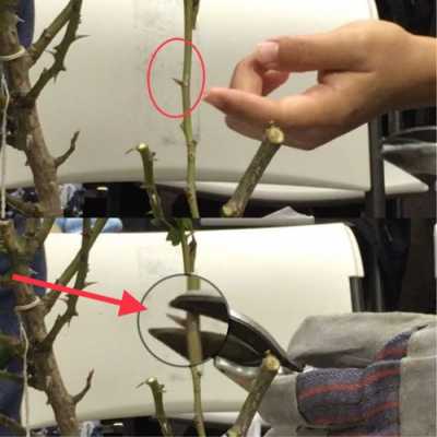 如何修剪玫瑰枝（如何修剪玫瑰花枝 视频）