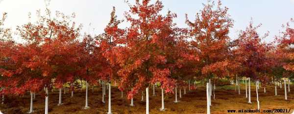 北美红栎修剪（北美红栎木材）