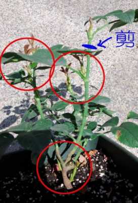 什么植物好修剪(什么植物好修剪枝条)-图2 什么植物好修剪(什么植物好修剪枝条)-图2