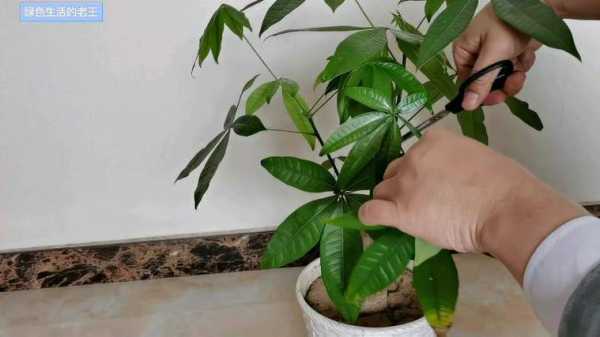 什么植物好修剪(什么植物好修剪枝条)-图3 什么植物好修剪(什么植物好修剪枝条)-图3