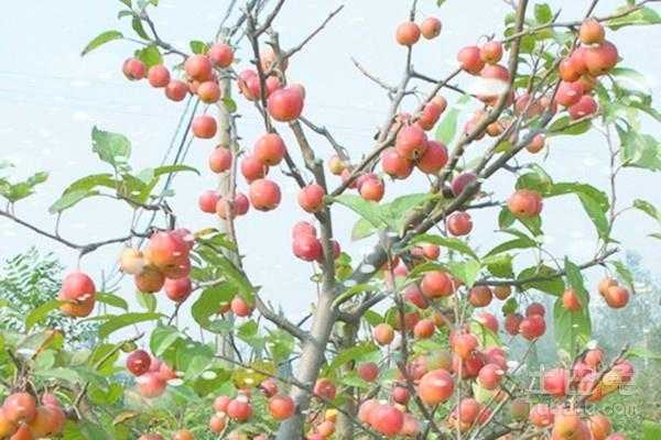冬红果怎样修剪（冬红果如何剪枝视频）