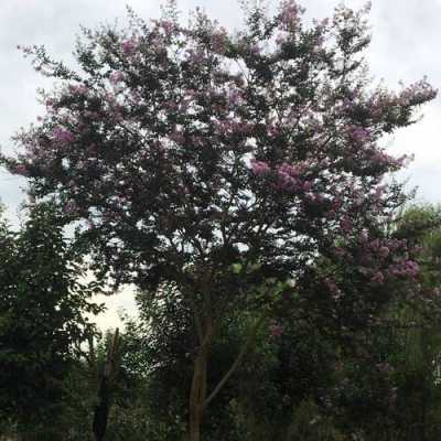 紫微花树每年要修剪吗（紫薇花树几年能开花）