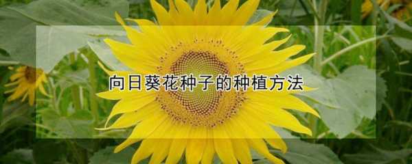 如何种花卉向日葵（向日葵种花技巧）