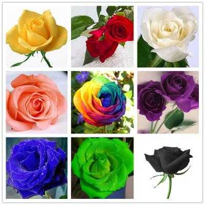 玫瑰花的颜色是如何形成的（玫瑰花的颜色是什么样子的）