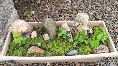 如何把苔藓种在石头上（苔藓怎么粘石头上）-图2