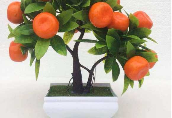 橘树如何养殖（橘树养殖常见问题）